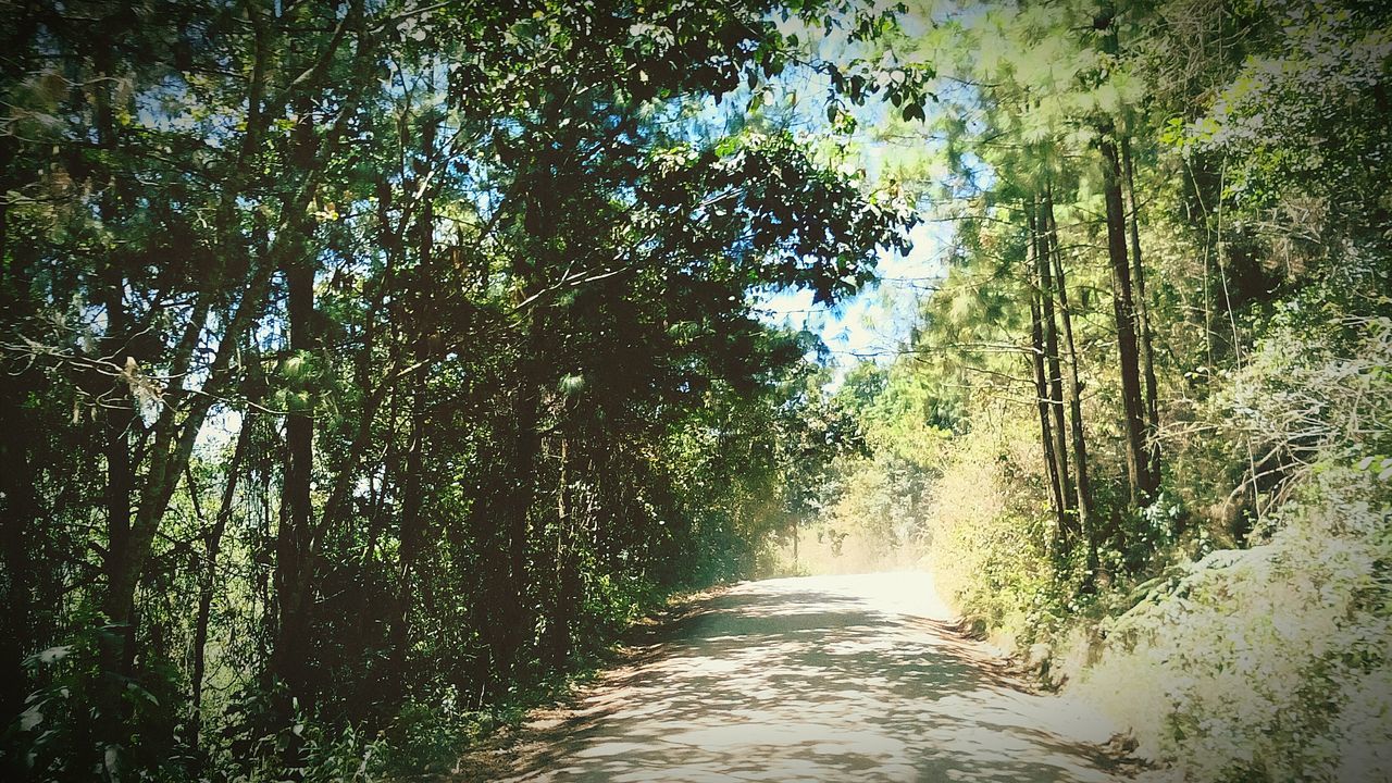 tree, the way forward, tranquility, diminishing perspective, growth, tranquil scene, nature, forest, beauty in nature, vanishing point, green color, scenics, footpath, dirt road, branch, day, narrow, outdoors, sunlight, water