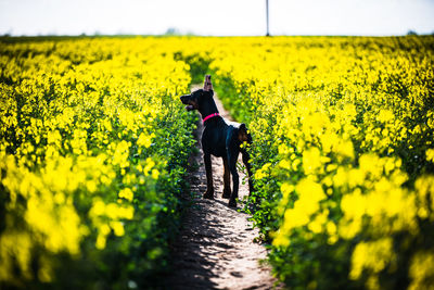 View of dog on field