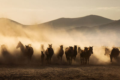 View of horses on mountain against sky