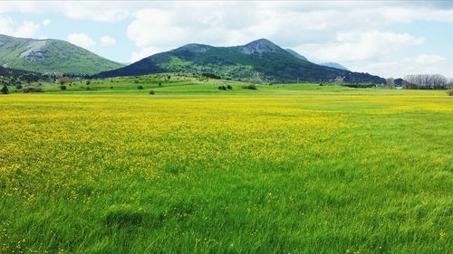 Scenic view of landscape against sky