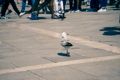 High angle view of bird on footpath