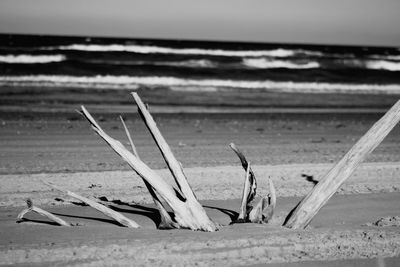 Close-up of driftwood on beach