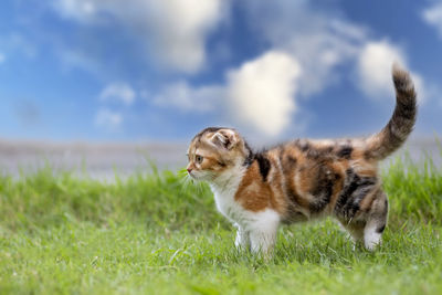Cat looking away on field