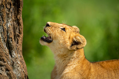 Close-up of lion cub looking up trunk