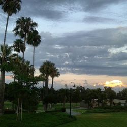 Palm trees on landscape against cloudy sky