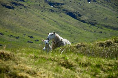 Sheep and lamb on land