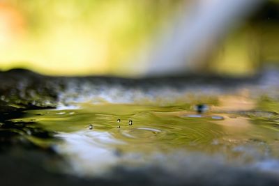 Close-up of water drop on leaf