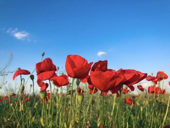 Poppies growing in a field with blue sky above