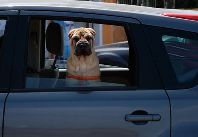 Portrait of dog seen through car window