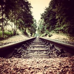 Railroad tracks in forest