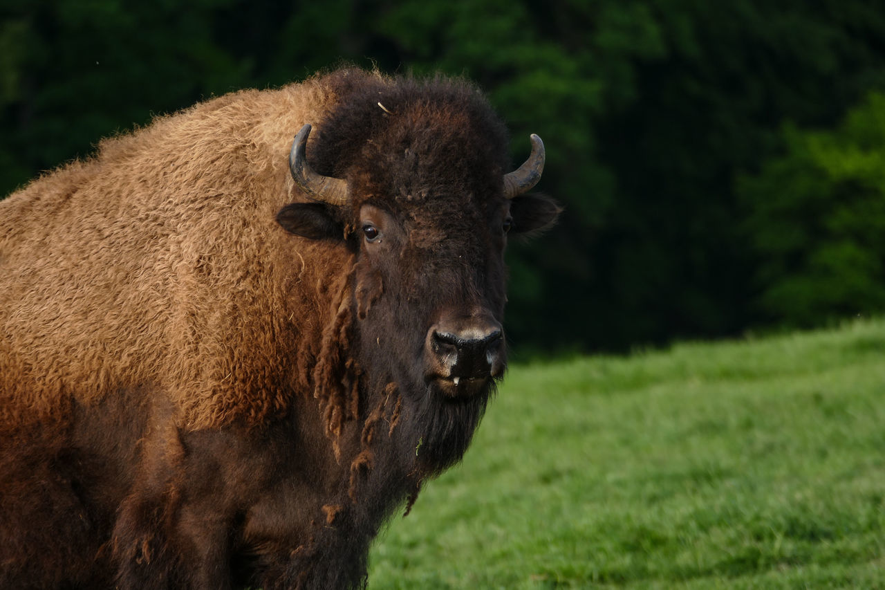 PORTRAIT OF COW ON FIELD