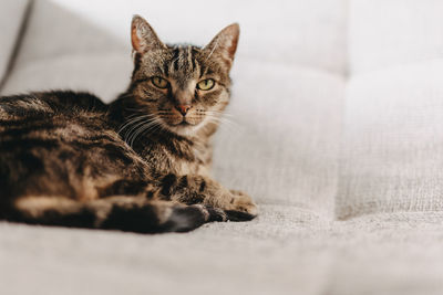 Brown cute cat relaxing on the sofa at home, pets