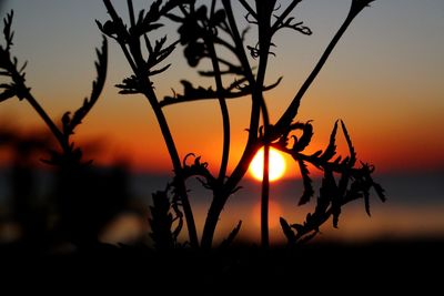 Close-up of silhouette plants against sunset sky