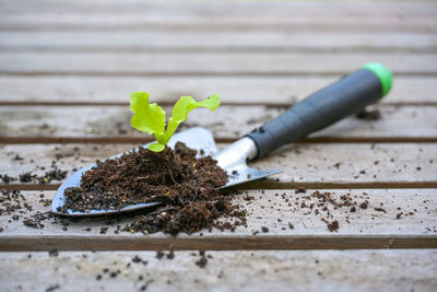 Close-up of potted plant