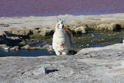 View of dog on rock by lake
