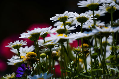 Close-up of fresh flowers