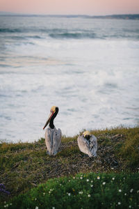 Bird perching on rock at beach