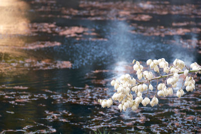 Scenic view of pond