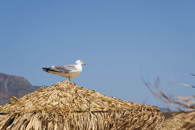 Seagull perching on wooden post against clear sky