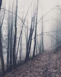 Trees in forest