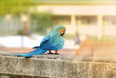 Close-up of parrot perching on retaining wall