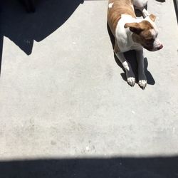 High angle view of bird