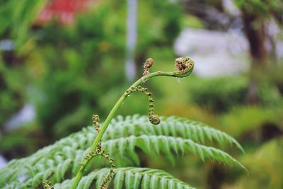 Close-up of fern bud