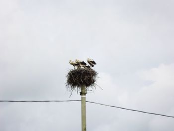 Low angle view of bird perching on nest against sky