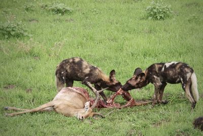 Wild dogs eating with dead deer lying on grass