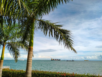 Palm tree by sea against sky