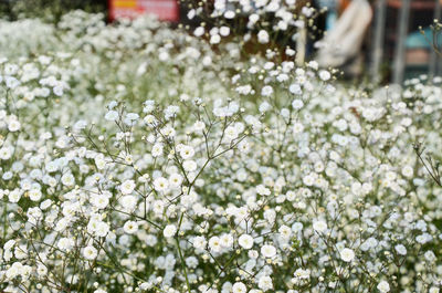 Close-up of white flowers