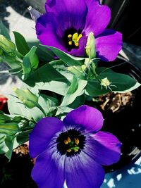 Close-up of purple flowers