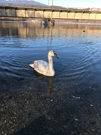 Swan swimming in lake