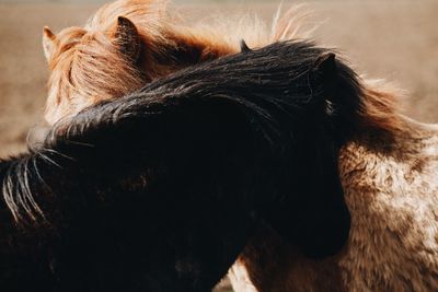 Close-up of horses