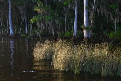 Scenic view of lake in forest