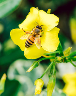 Close-up of bee pollinating on yellow flower