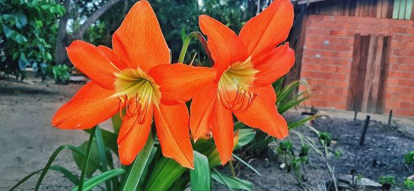 Close-up of orange flowering plant