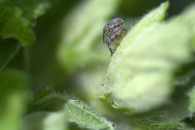 Insects mating on plant