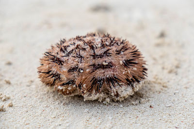 Close-up of crab on sand