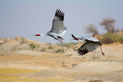 Birds flying over land against sky