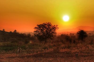 Trees on landscape against sunset sky
