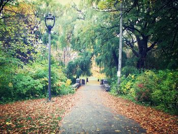 Narrow pathway along trees in park