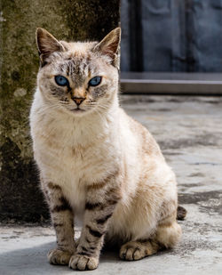 Portrait of cat sitting outdoors