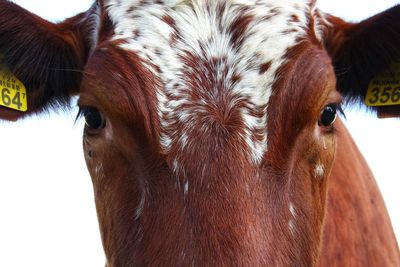 Close-up portrait of a horse