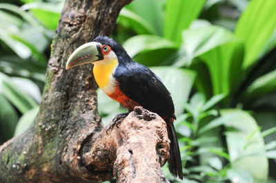 Close-up of bird perching on tree