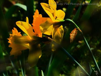 Close-up of yellow flowering plant in park