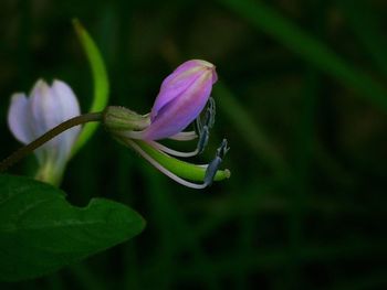 Close-up of purple flower blooming outdoors