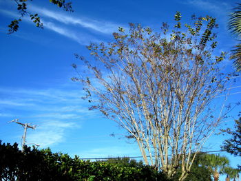 Low angle view of flowering tree against blue sky