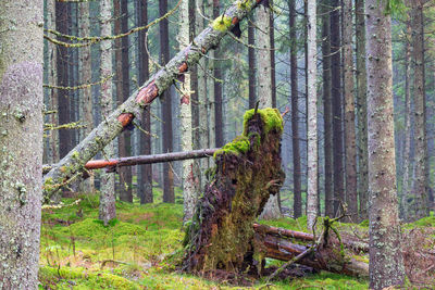 Trees in forest