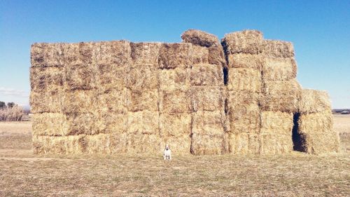 Hay bales on landscape